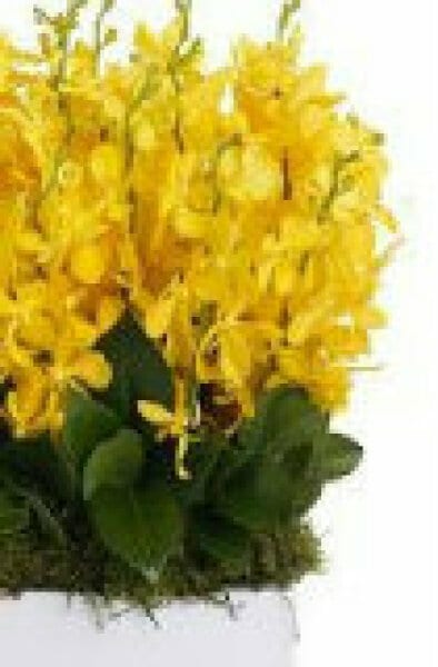 Orchid Ceramic Arrangement Yellow Classic