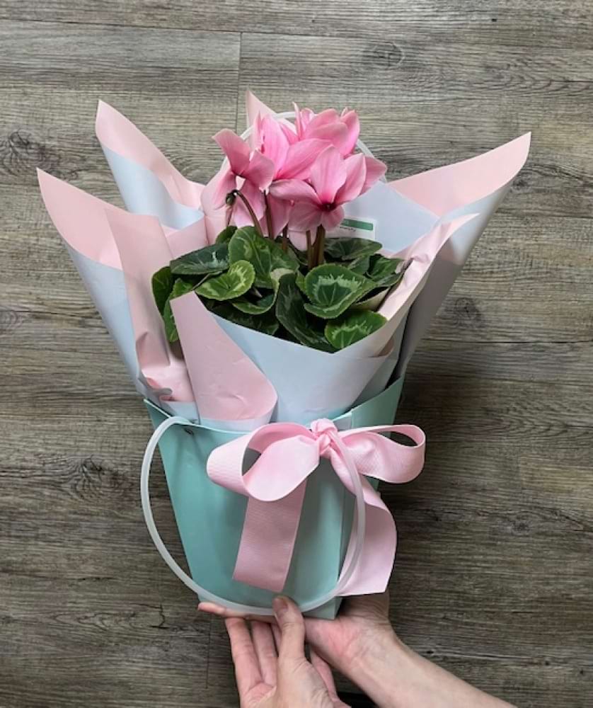 Cyclamen plant