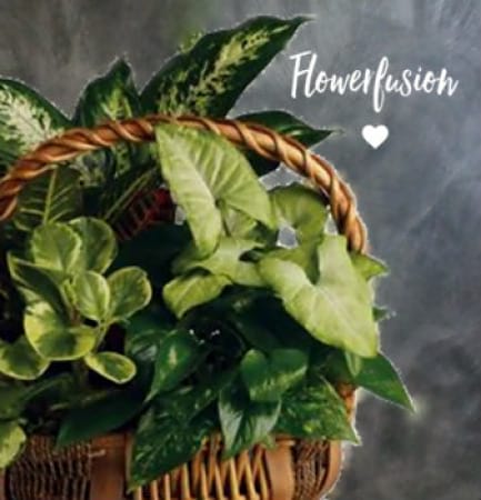 Basket of Plants